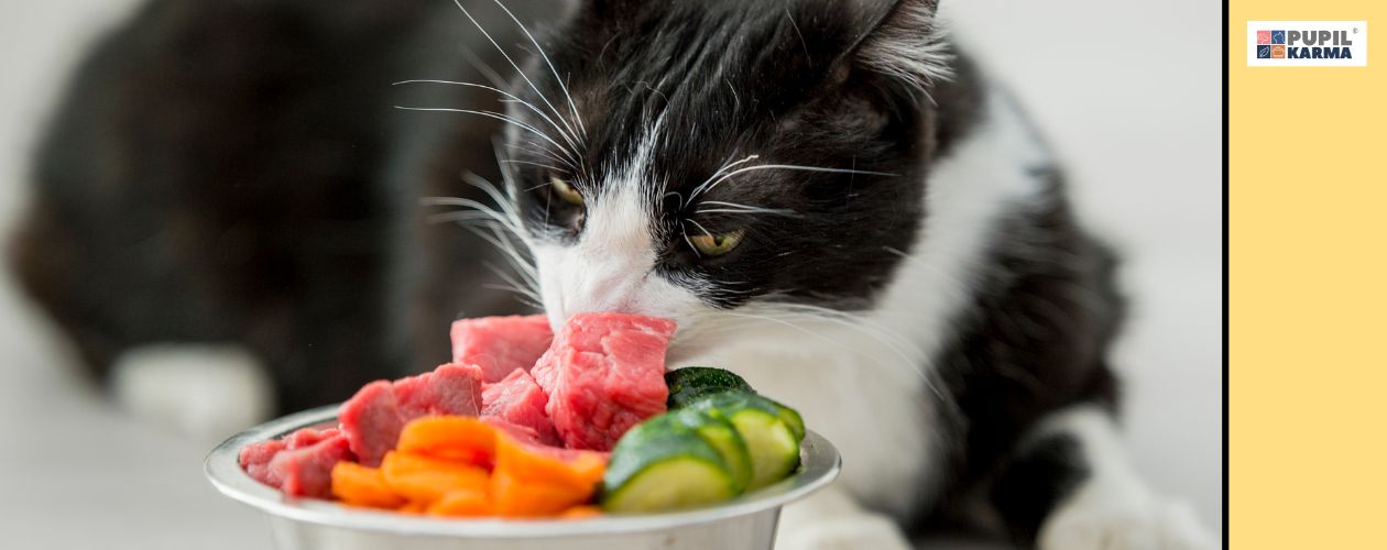 Koty potrzebują diety bogatej w białko i tłuszcz. Zbliżenie głowy czarno-białego kota jedzącego z metalowej miski surowe mięso i warzywa. Po prawej żółty pasek i logo pupilkarma. 